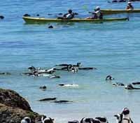 Kayak with Penguins